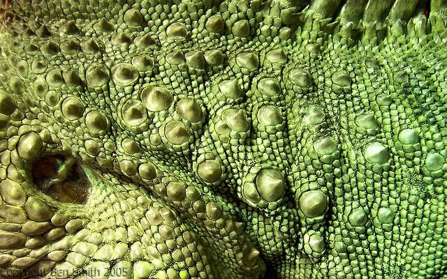 Dragon Skin – «шкура дракона»