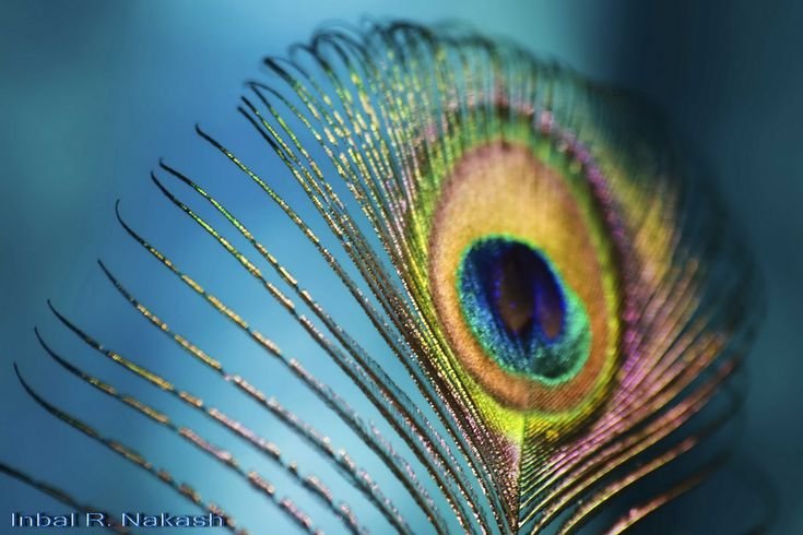 Павлинье перо Кришны