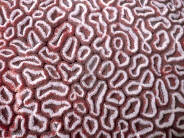 Кораллы текстура