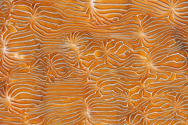 Кораллы фактура