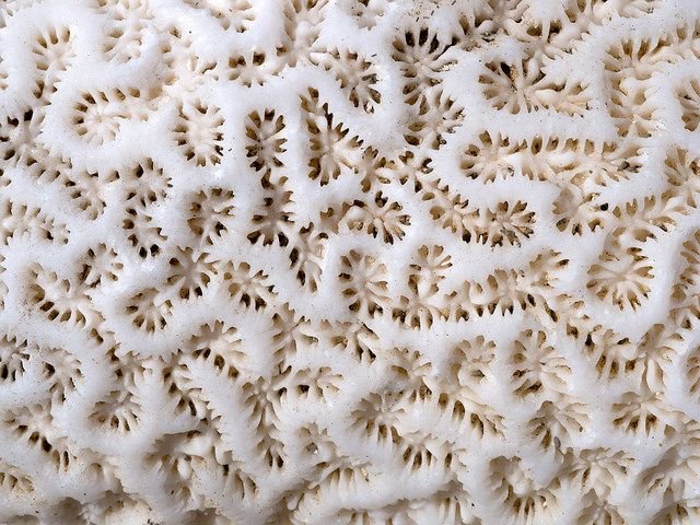 Текстура кораллов
