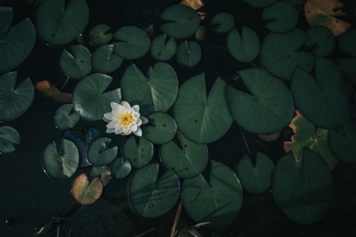 Кувшинка мелкоцветковая