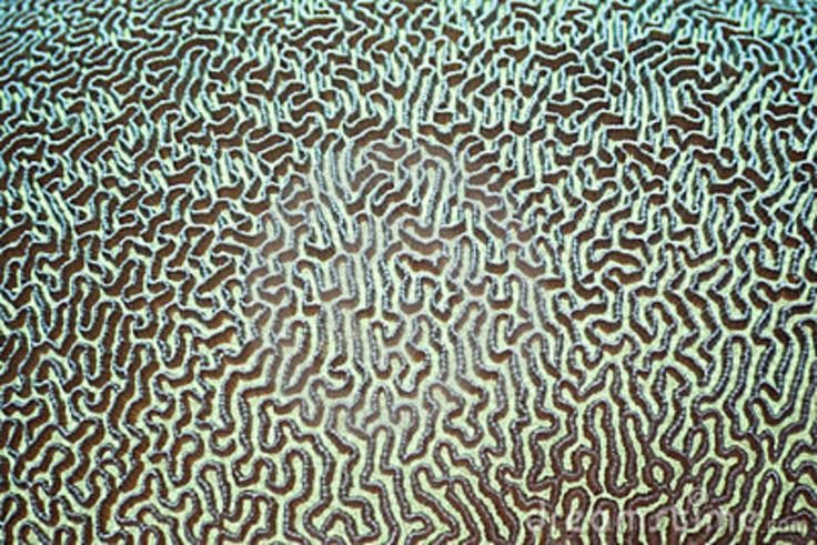 Ковёр коралловый текстура