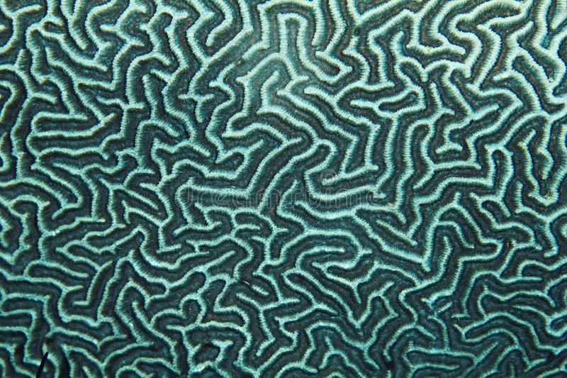 Текстура кораллов