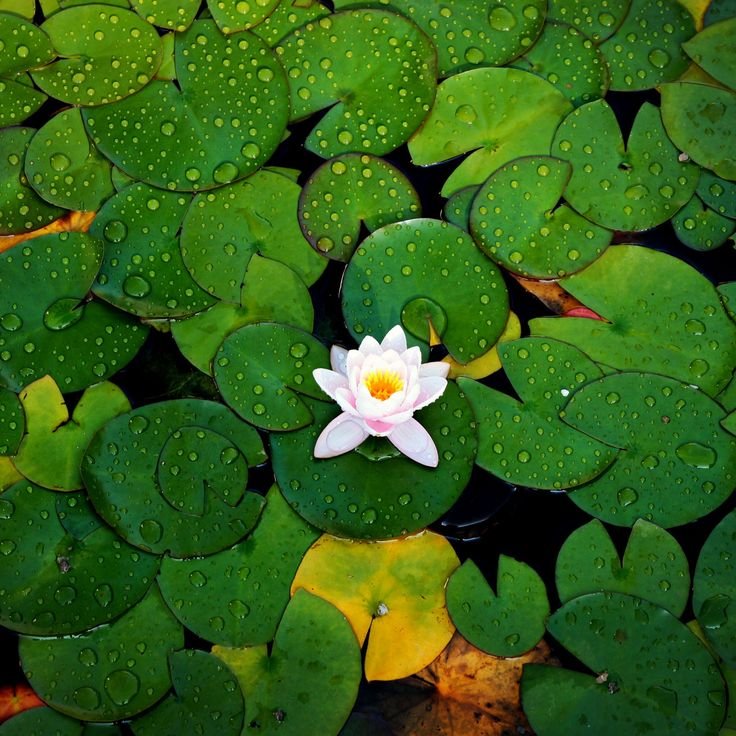 Нимфея зеленая