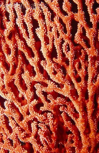Фактура кораллов
