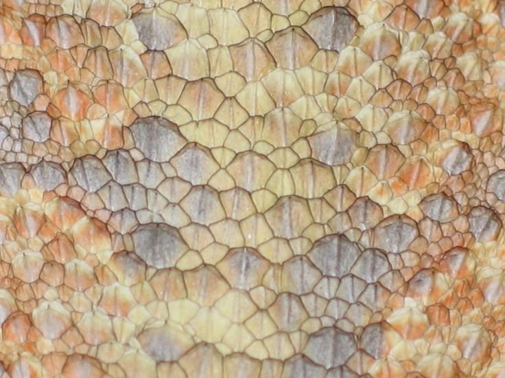 Dragon Skin – «шкура дракона»