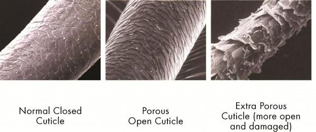 Структура волоса