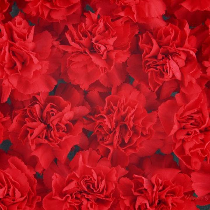 Красные гвоздики