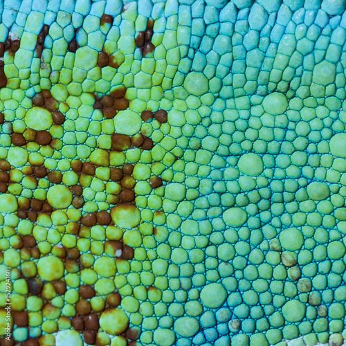 Кожа хамелеона под микроскопом