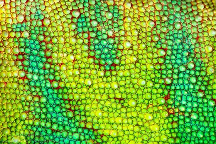 Чешуя хамелеона