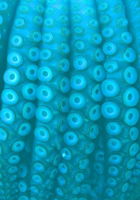 Присоски осьминога