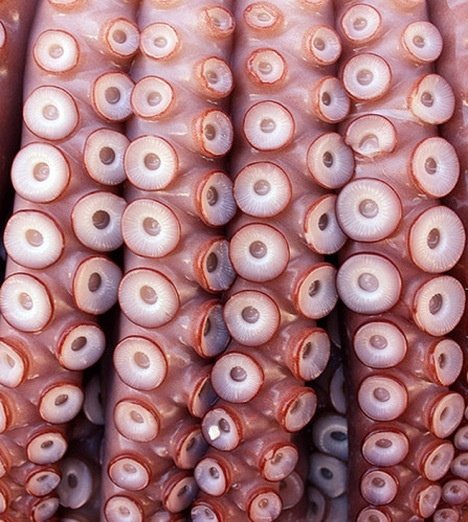 Щупальца осьминога