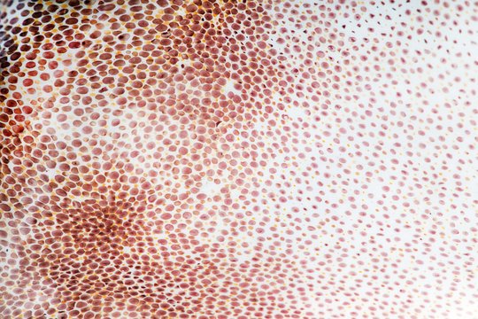 Кожа кальмара текстура