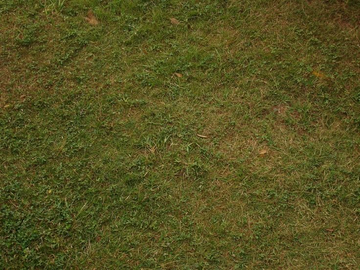 Текстура травы для 3d Max Vray