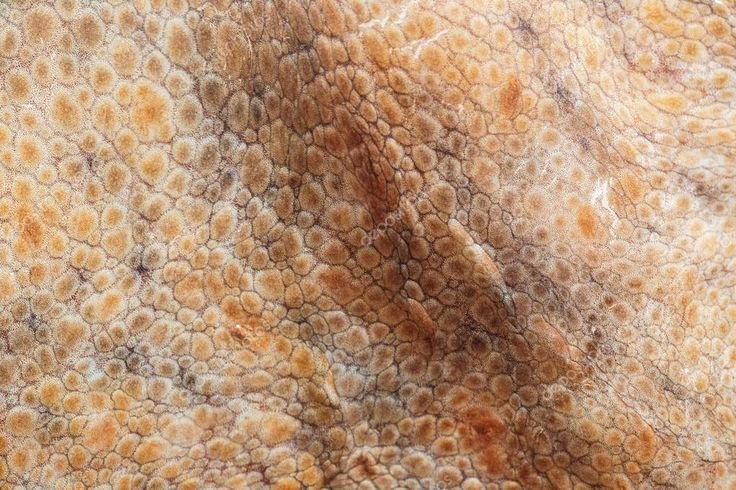 Текстура осьминога