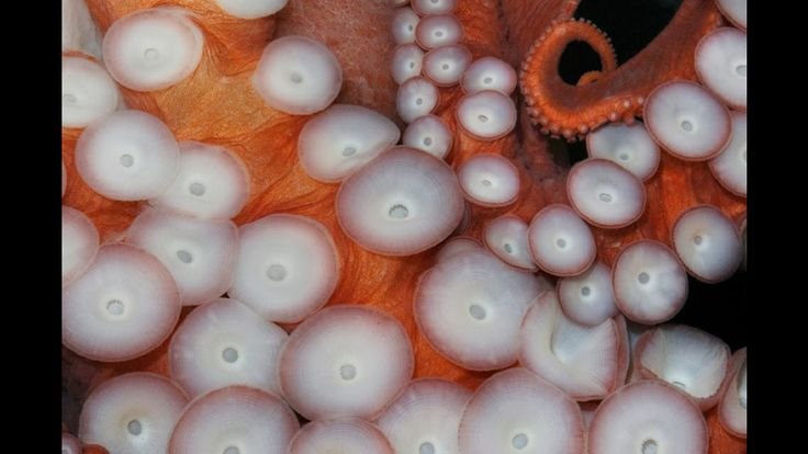 Текстура осьминога