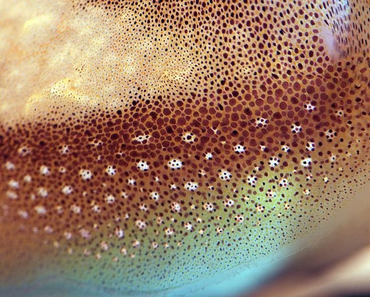 Кожа осьминога текстура