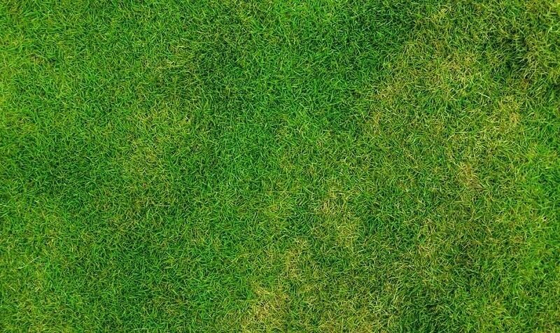 Текстура травы