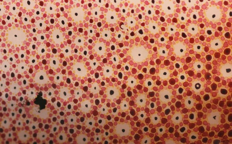 Кожа осьминога текстура