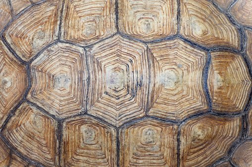 Паттерн панцирь черепахи