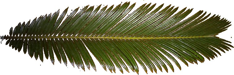 Пальмовые листья