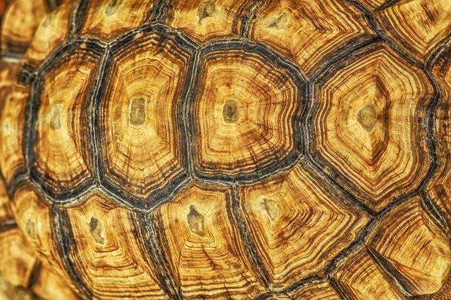 Панцирь черепахи