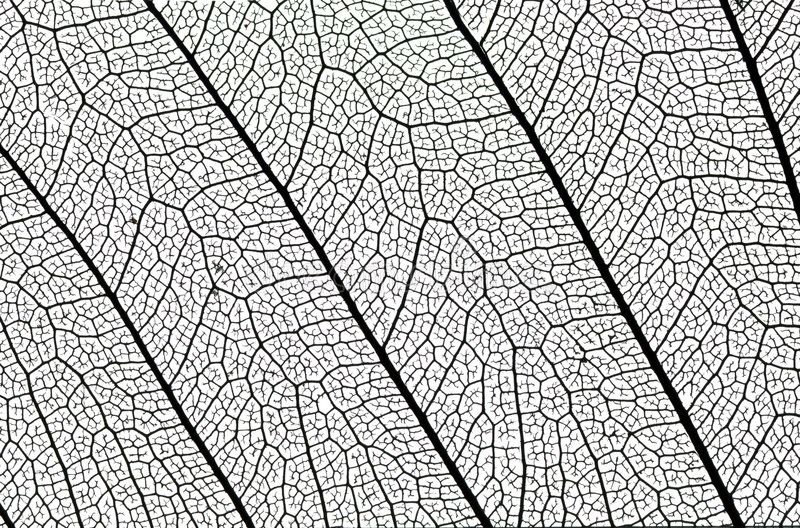 Фактура листа дерева Графика