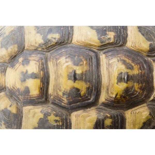 Черепаший панцирь текстура