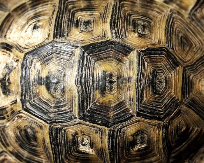 панциря черепахи