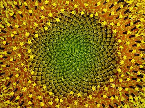 Ван Гог (Подсолнухи)