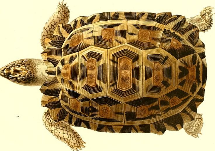 Карапакс у черепахи