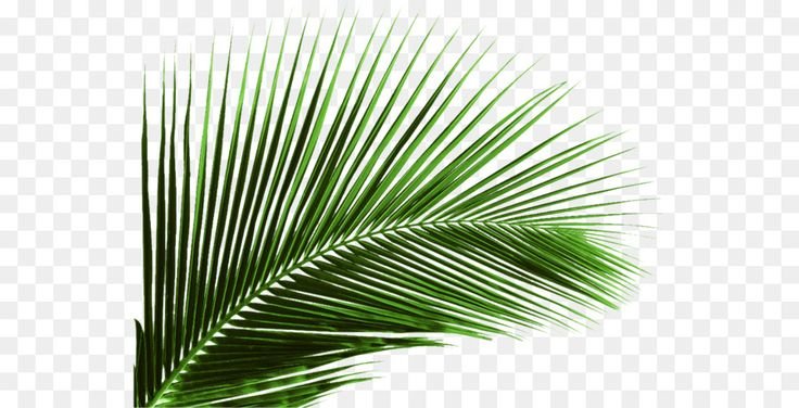 Лист робелини