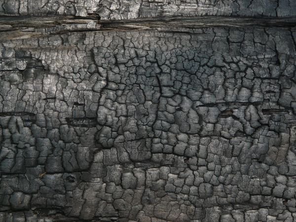 Обугленное дерево