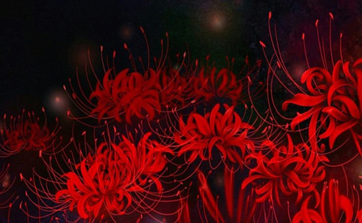 Хиганбана ликорис