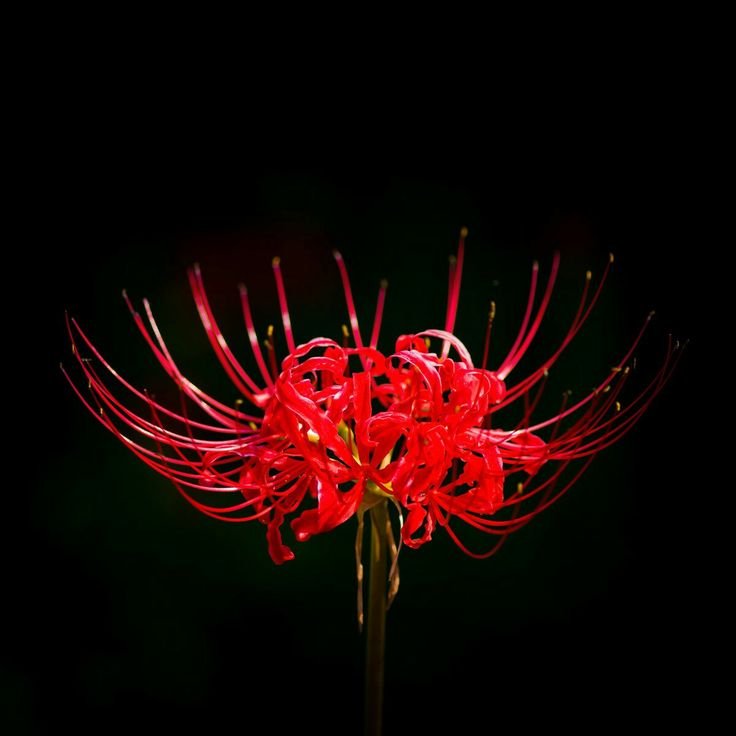 Ликорис Паучья Лилия Токийский гуль