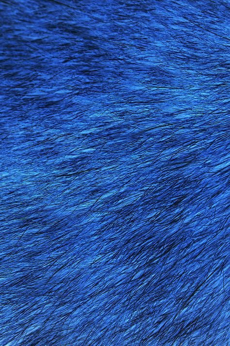 Синяя шерсть