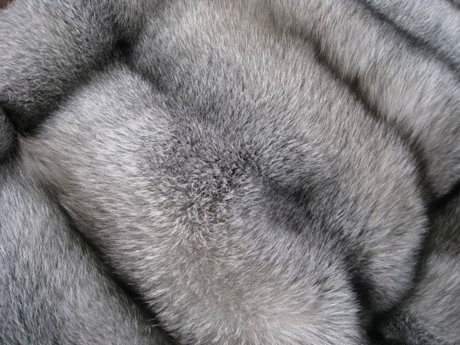 Лиса блюфрост