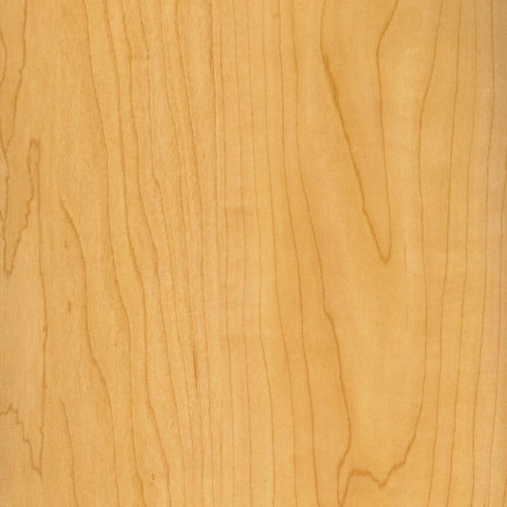 Клен Танзау (древесные поры)