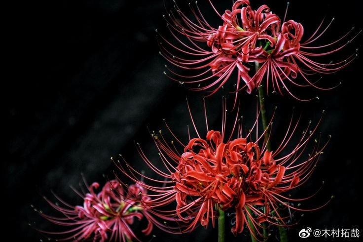 Хиганбана ликорис