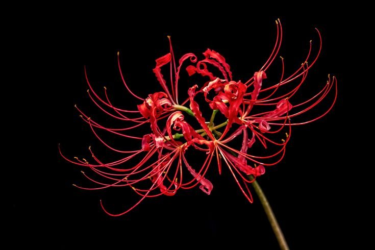 Ликорис Паучья Лилия