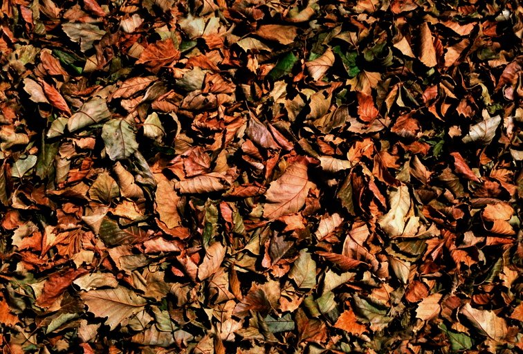 Сухой лист текстура