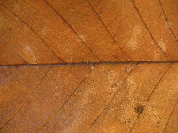 Бронзовый лист текстура