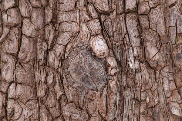 Кора дерева Сохо