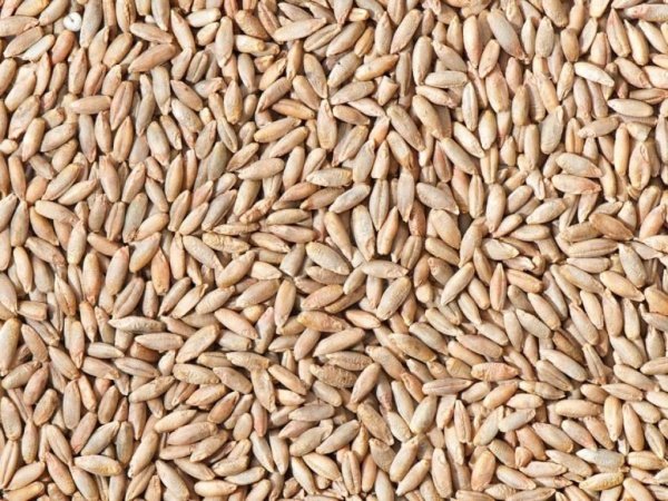 Ржаной Курский солод