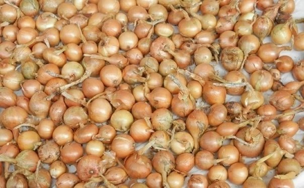 Лук-севок Штутгартер Ризен