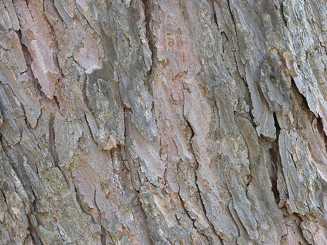 Сосна Сибирская кора