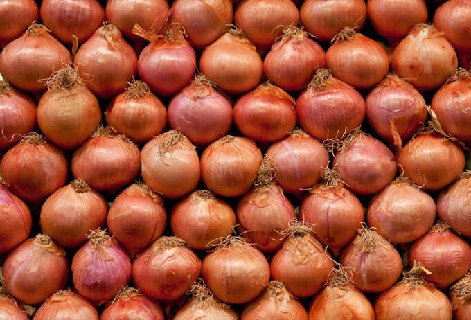 Лук севок Штутгартер