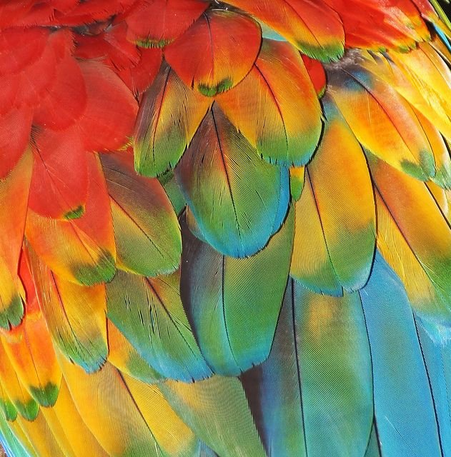 Перо попугая