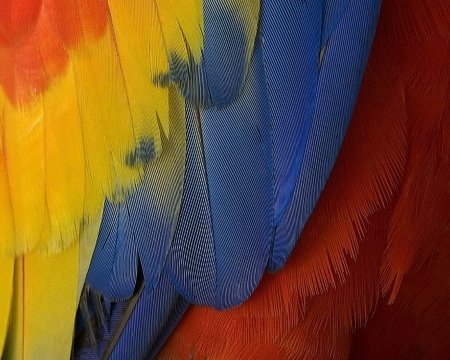 Перо попугая ара